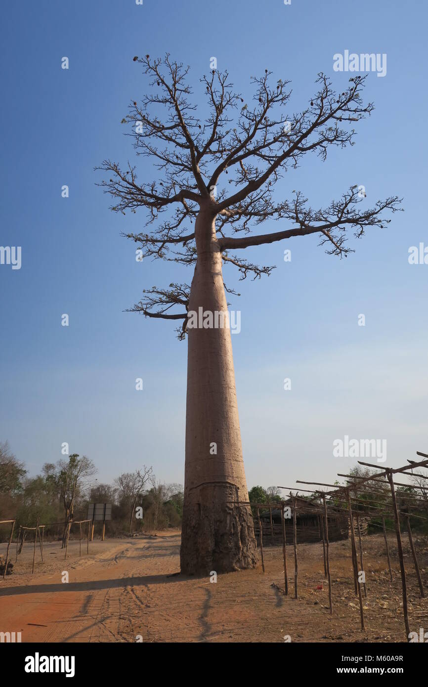 Baobab is national tree of Madagascar Stock Photo Alamy