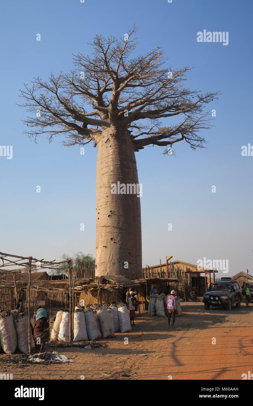 Baobab is national tree of Madagascar Stock Photo Alamy