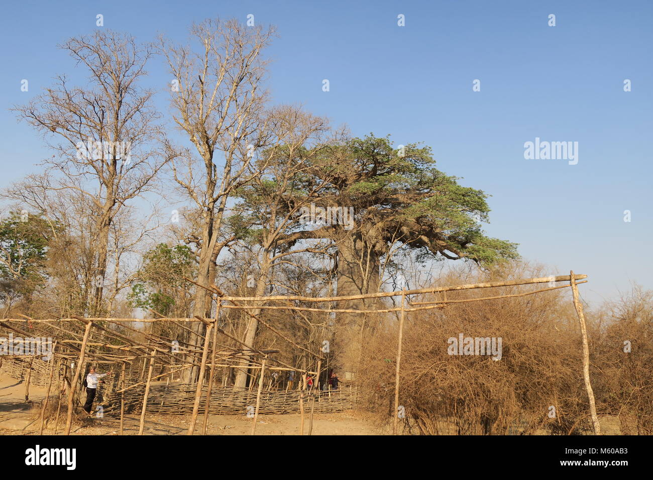 Baobab is national tree of Madagascar Stock Photo Alamy
