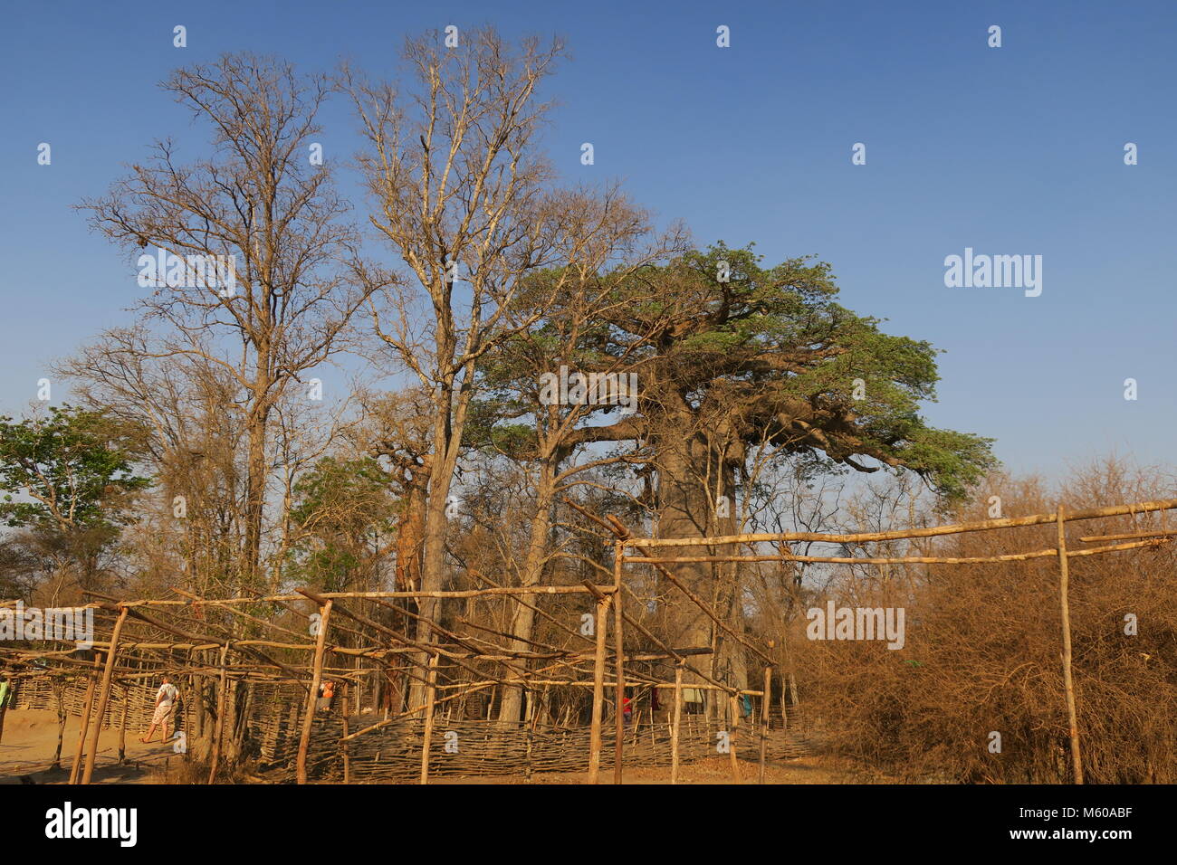 Baobab is national tree of Madagascar Stock Photo Alamy