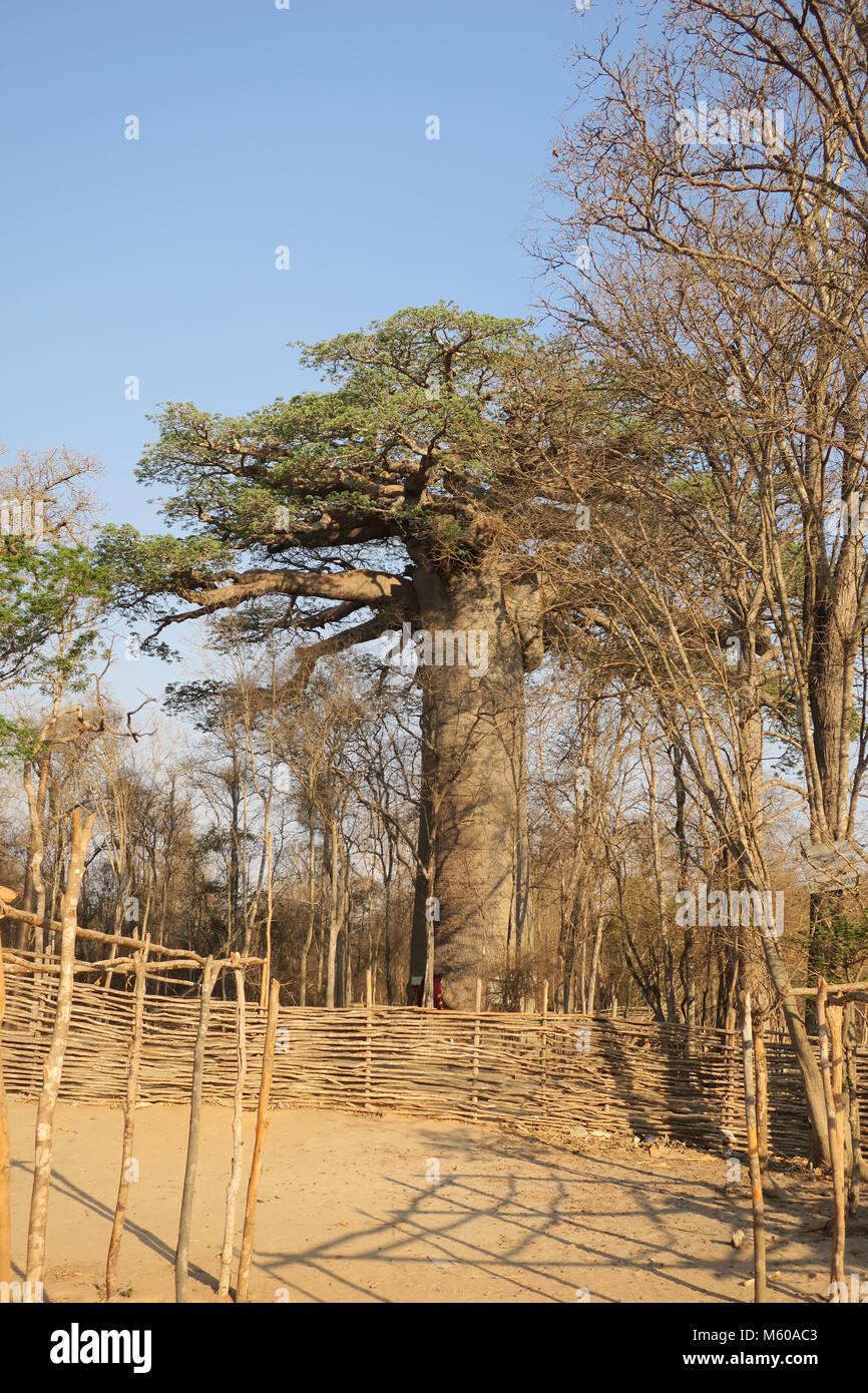 Baobab is national tree of Madagascar Stock Photo Alamy