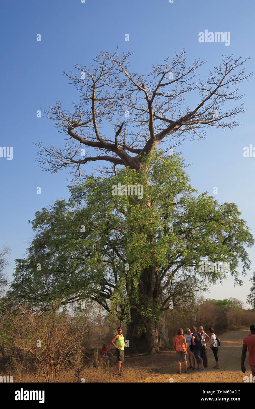 Baobab is national tree of Madagascar Stock Photo Alamy