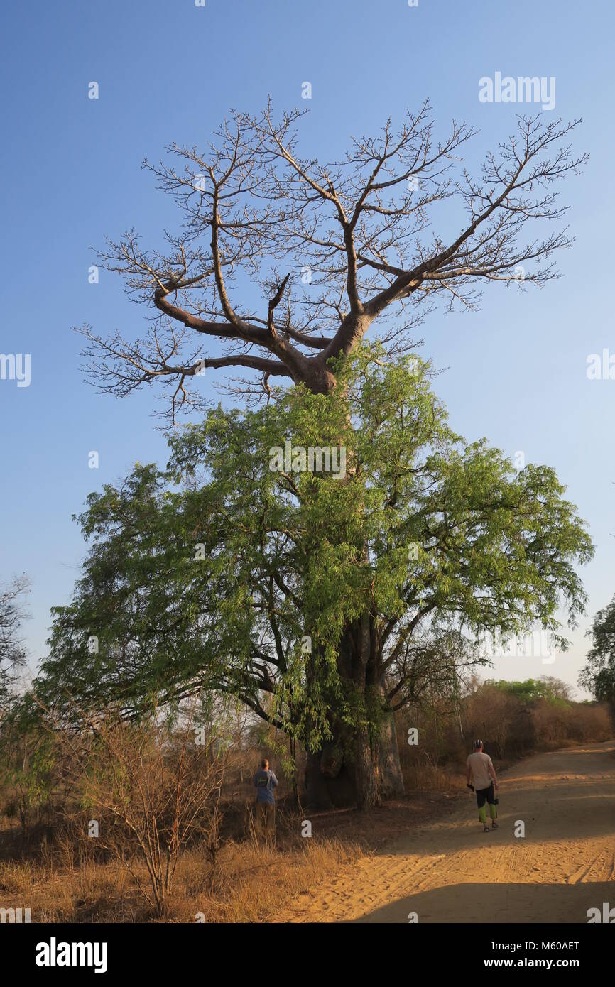 Baobab is national tree of Madagascar Stock Photo Alamy