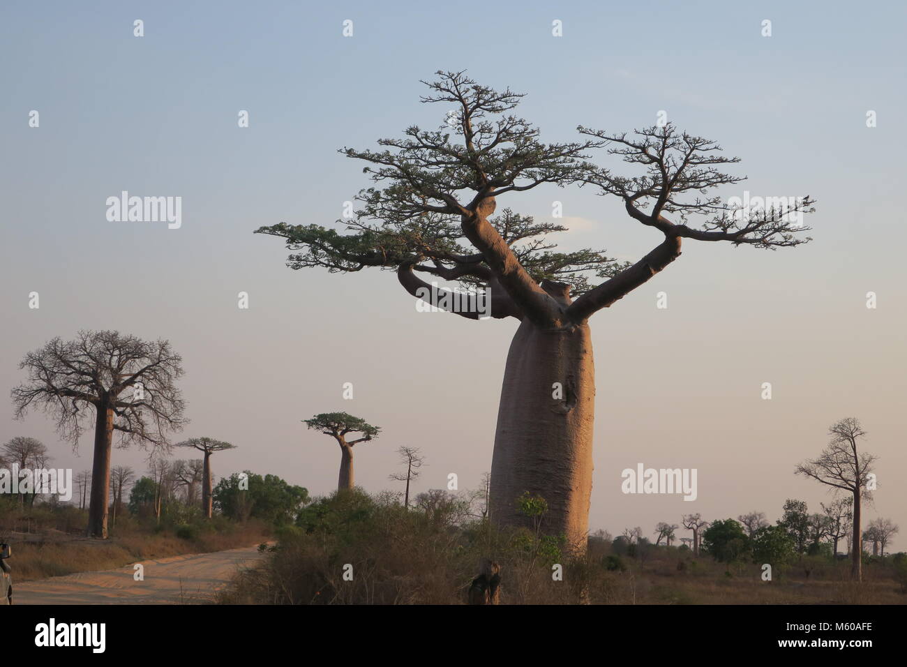 Baobab is national tree of Madagascar Stock Photo Alamy