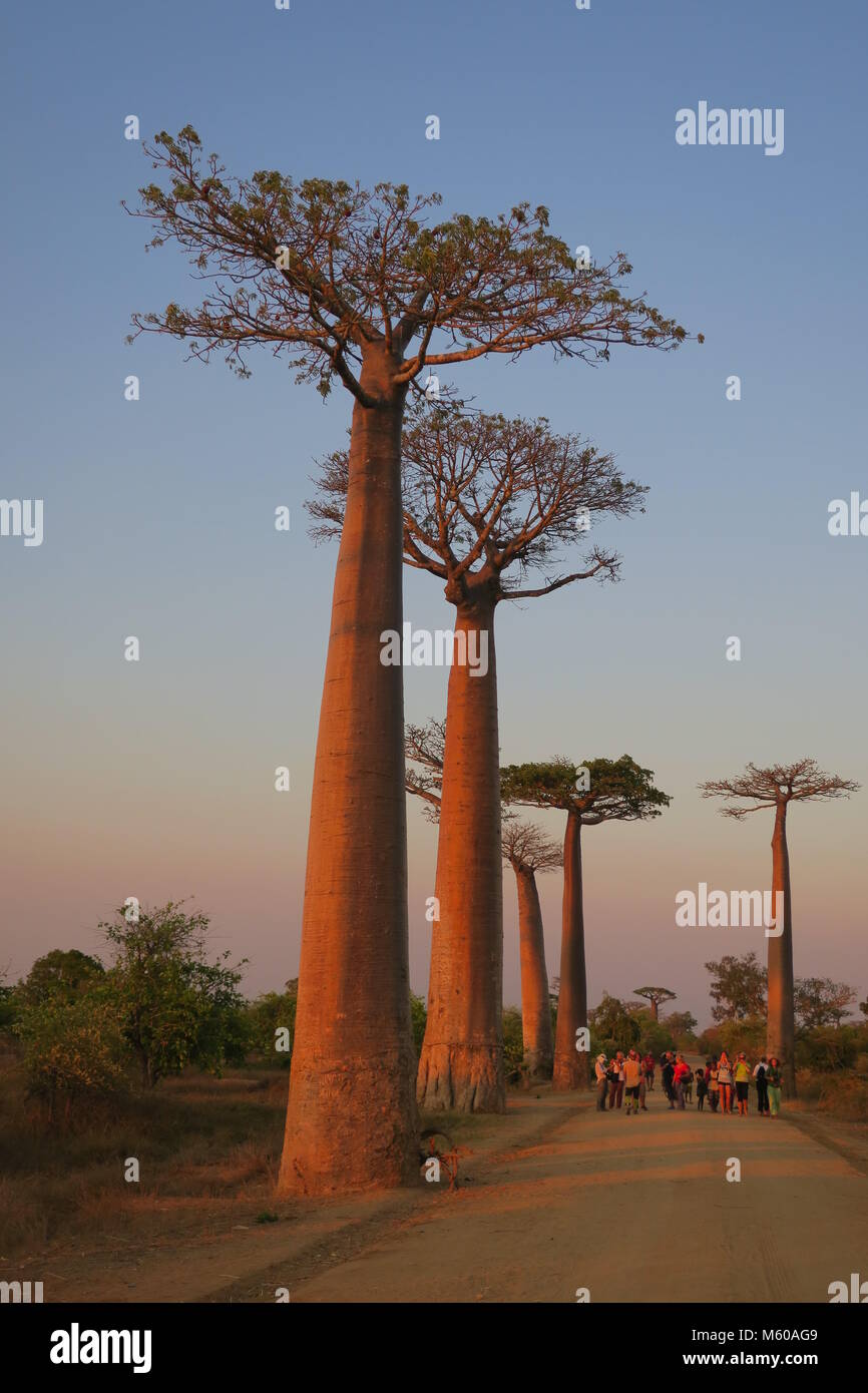 Baobab is national tree of Madagascar Stock Photo Alamy