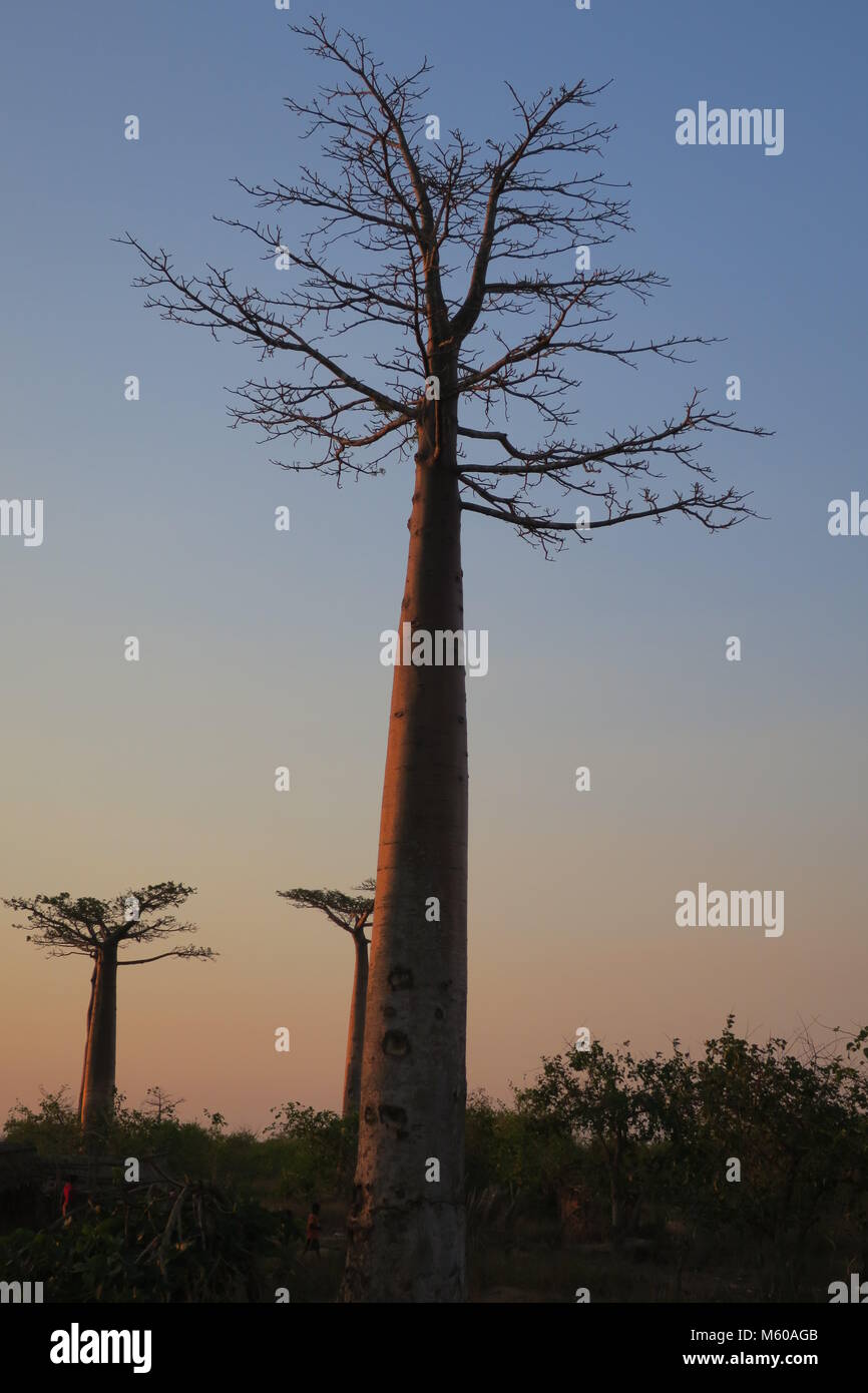 Baobab is national tree of Madagascar Stock Photo Alamy