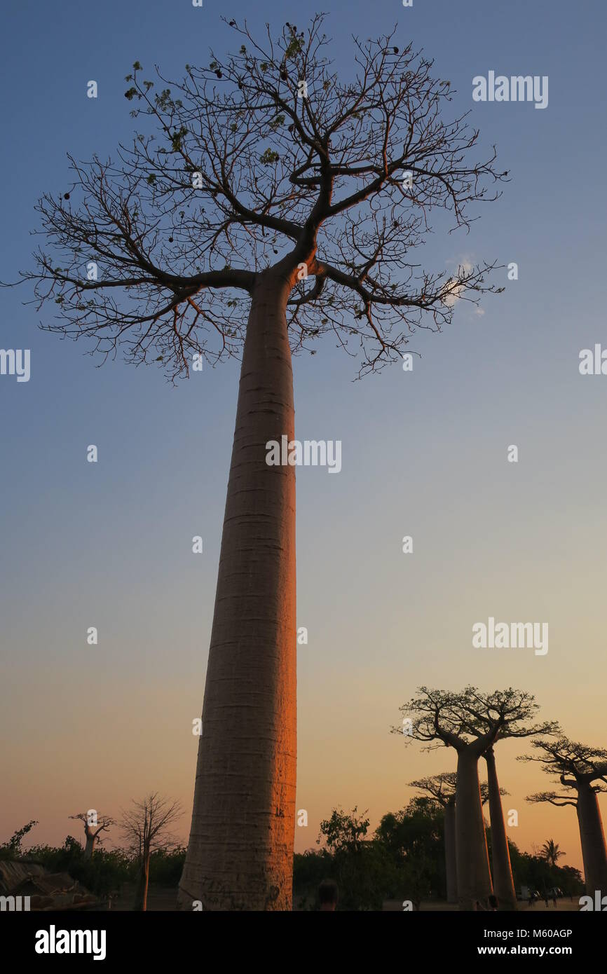 Baobab is national tree of Madagascar, Alley of baobabs at Menabe ...