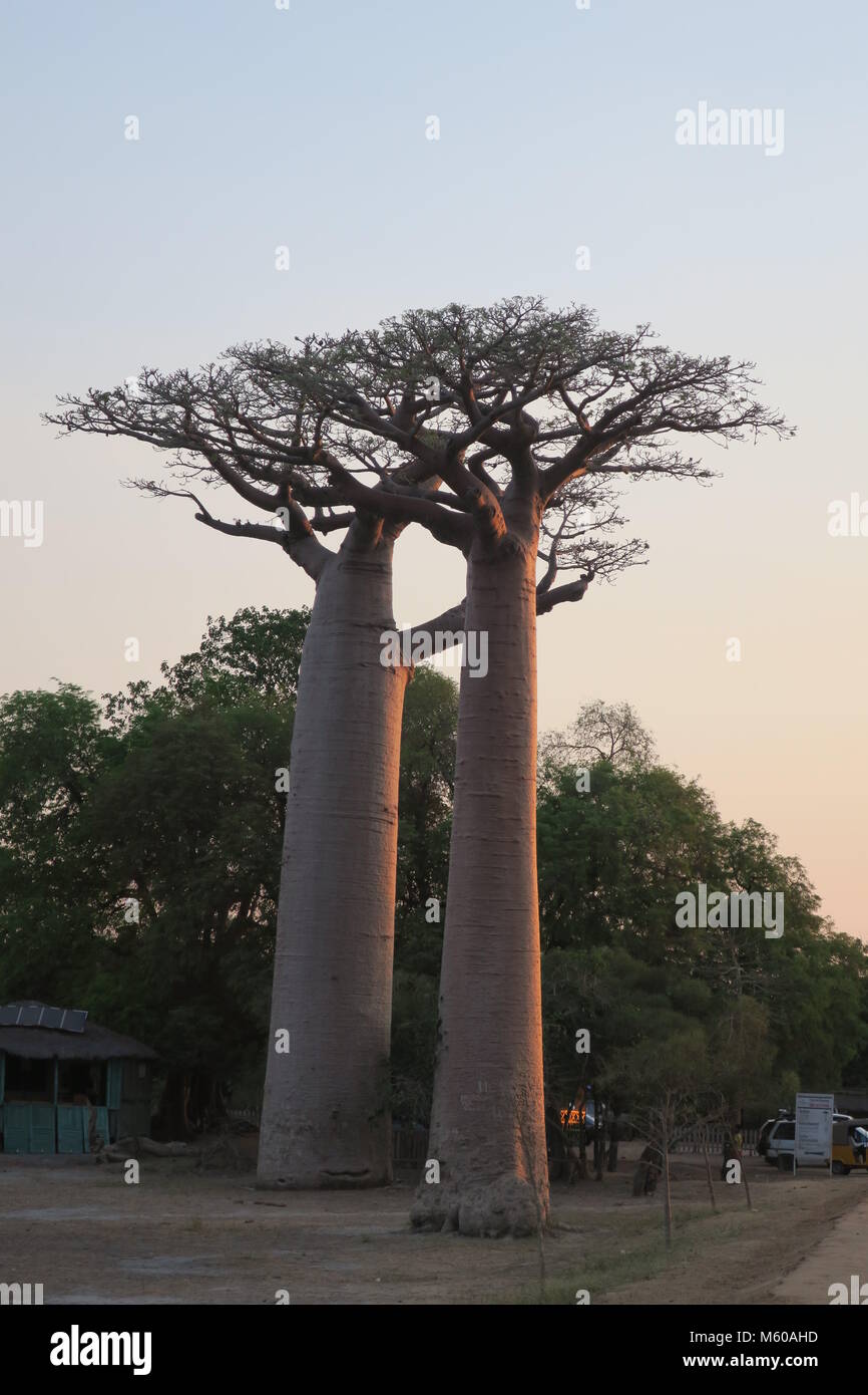 Baobab is national tree of Madagascar, Alley of baobabs at Menabe