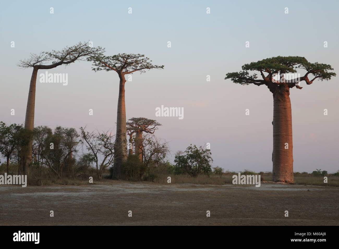 Baobab is national tree of Madagascar, Alley of baobabs at Menabe ...