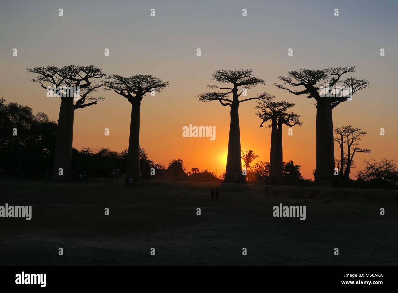Baobab is national tree of Madagascar, Alley of baobabs at Menabe ...