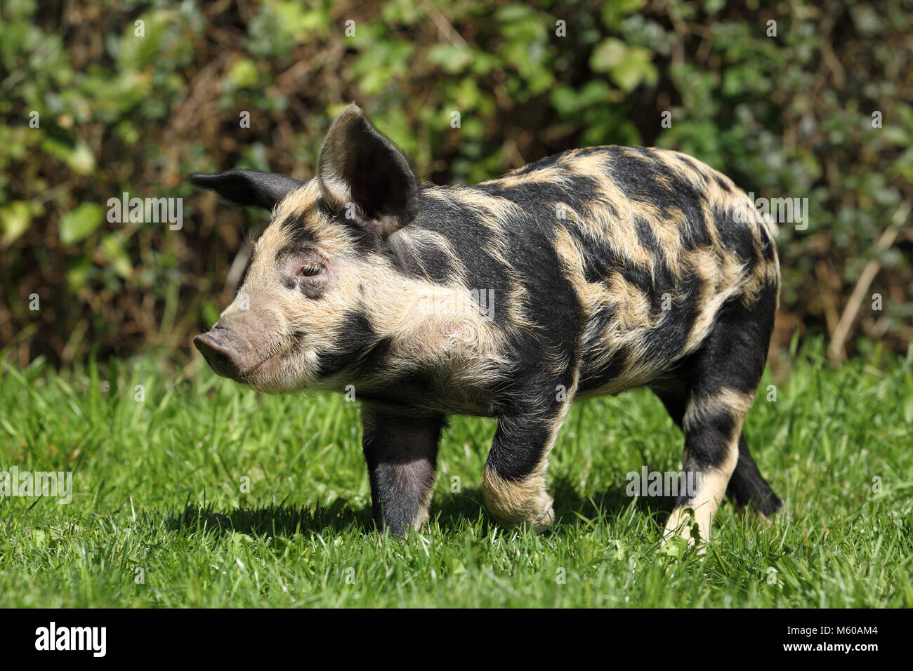 Domestic Pig, Turopolje x ?. Piglet (5 weeks old) walking in grass. Germany Stock Photo