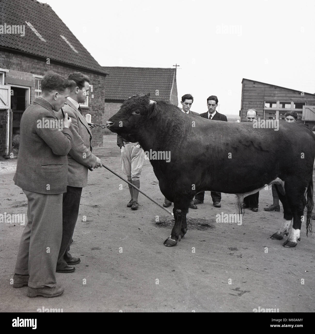 1950s, historical, standing outside in a farmyard, an instructor at an agricultural college, holding by a chain a a large bull, watched by a number of agricultural students, England, UK. In the post war years in Britain with continued food rationing, there was a special emphasis put on training young people about agriculture, farming methods and food production. Stock Photo