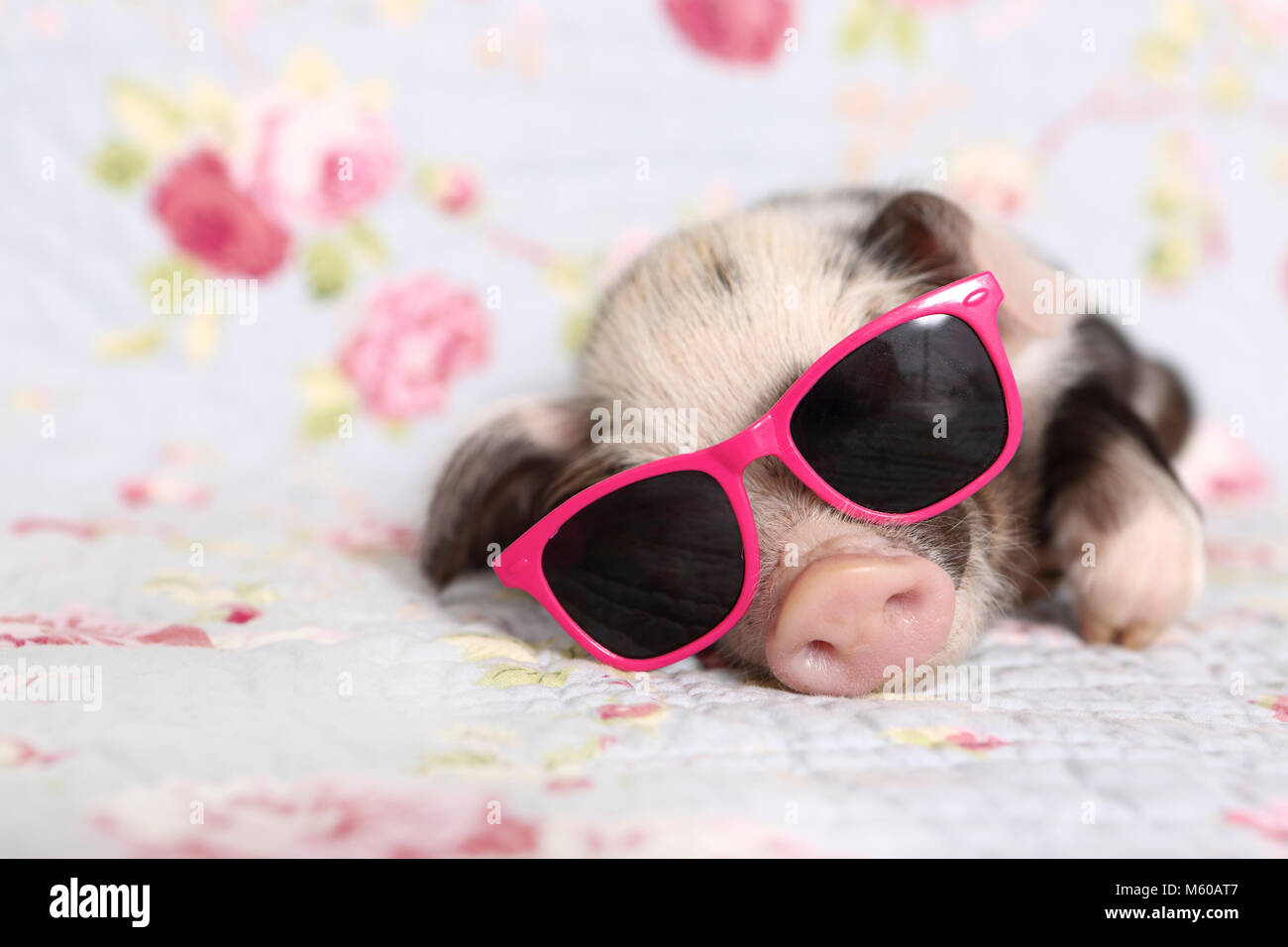 Domestic Pig, Turopolje x ?. Piglet (1 week old) wearing sunglasses, sleeping. Studio picture against a blue background with rose flower print. Germany Stock Photo