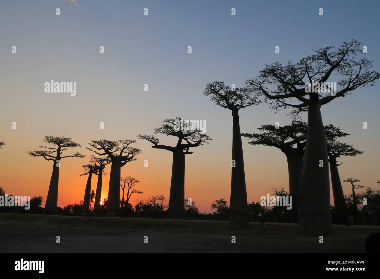 Baobab is national tree of Madagascar, Alley of baobabs at Menabe ...