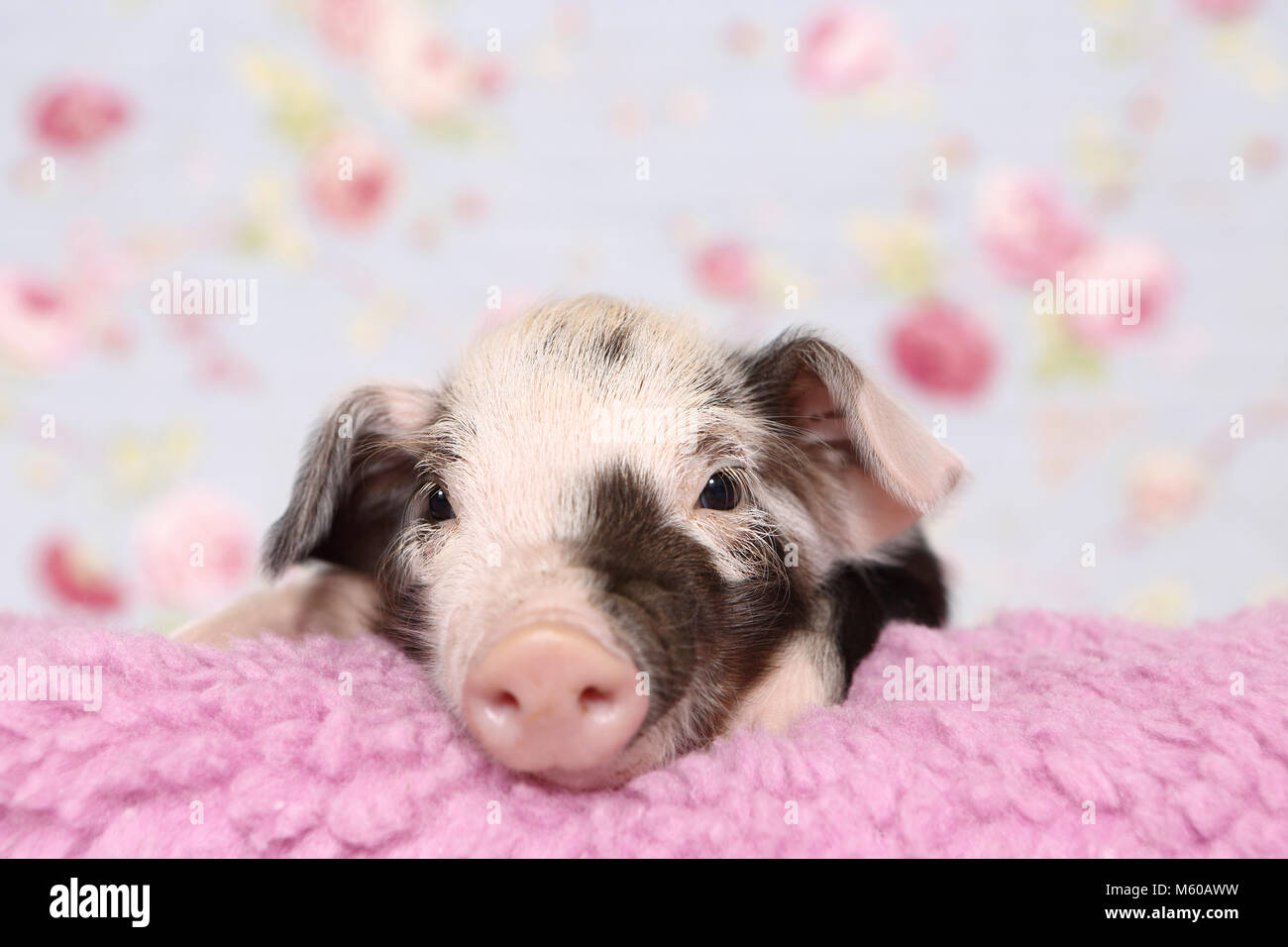 Domestic Pig, Turopolje x ?. Piglet (1 week old) lying on a pink blanket. Studio picture against a blue background with rose flower print. Germany Stock Photo