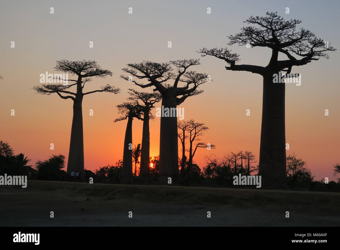 Baobab is national tree of Madagascar, Alley of baobabs at Menabe