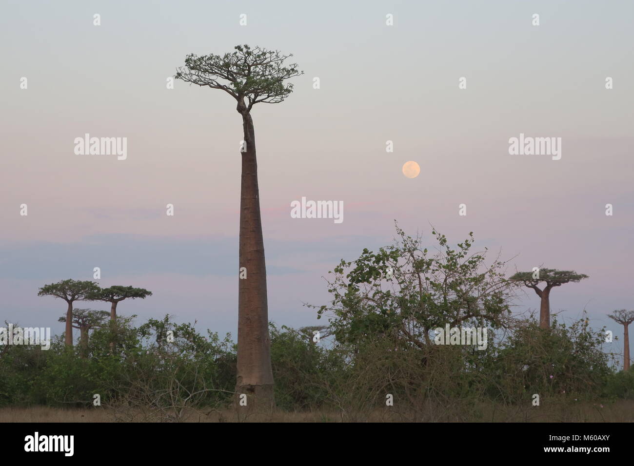 Baobab is national tree of Madagascar, Alley of baobabs at Menabe ...