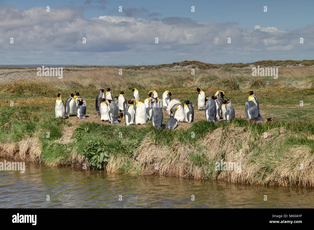Chile tierra del fuego penguin hi-res stock photography and images - Alamy