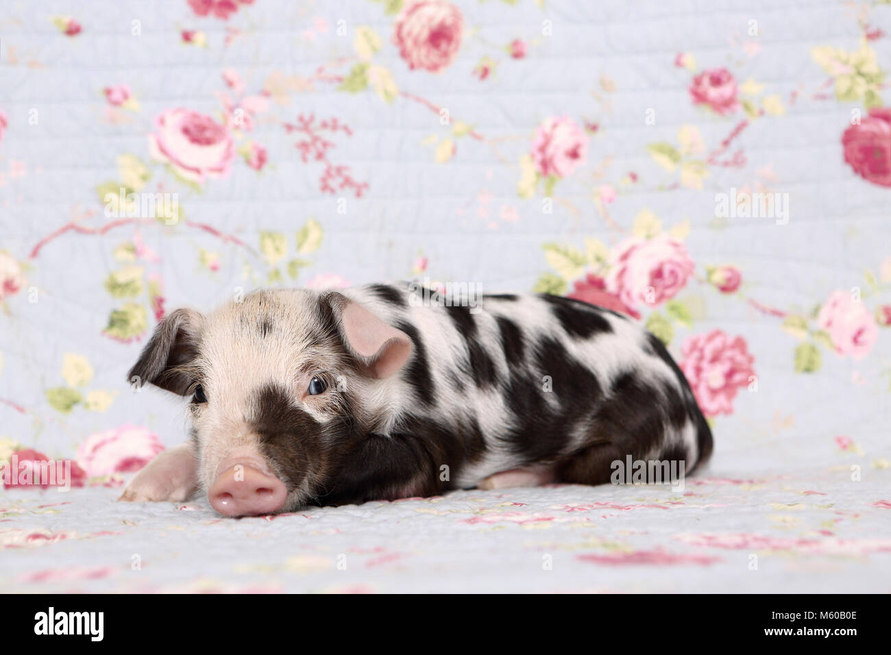 Domestic Pig, Turopolje x ?. Piglet (1 week old) lying. Studio picture against a blue background with rose flower print. Germany Stock Photo