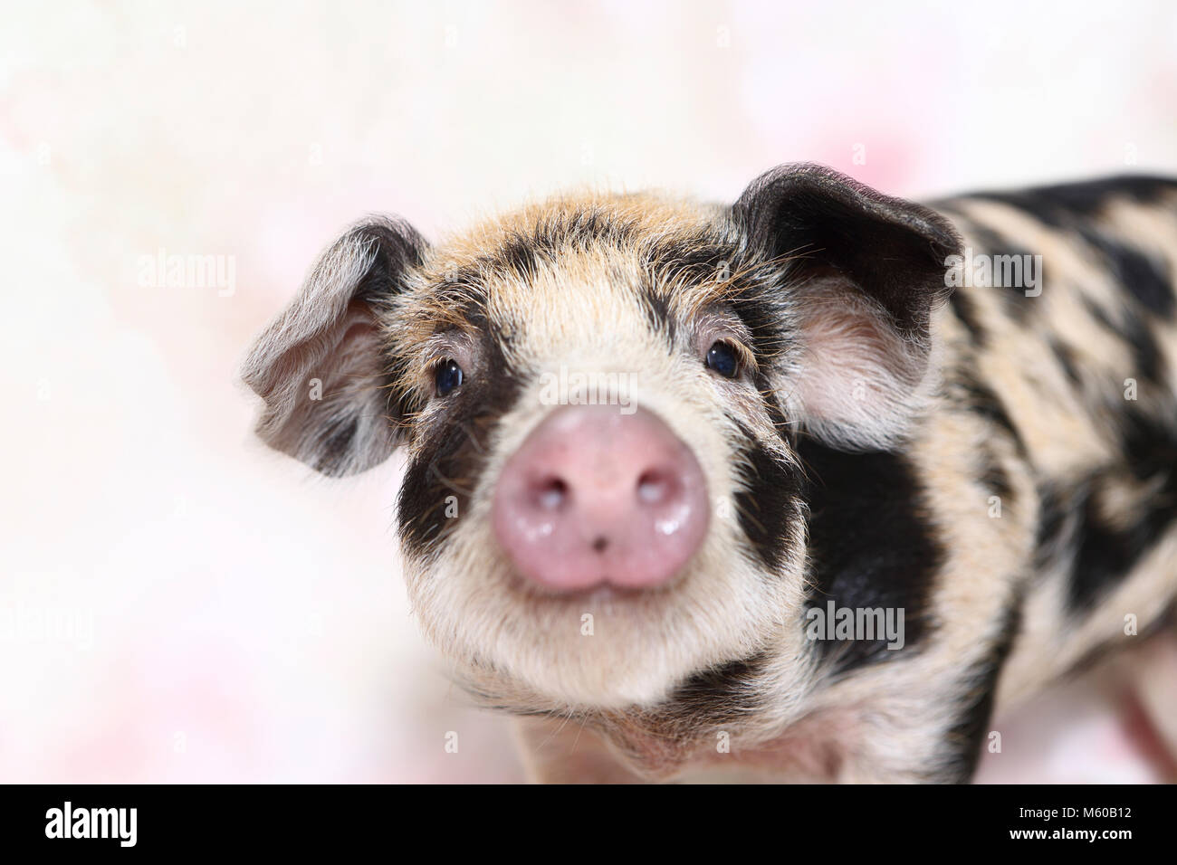 Domestic Pig, Turopolje x ?. Portrait of piglet (4 weeks old). Studio picture seen against a white background with flower print. Germany Stock Photo