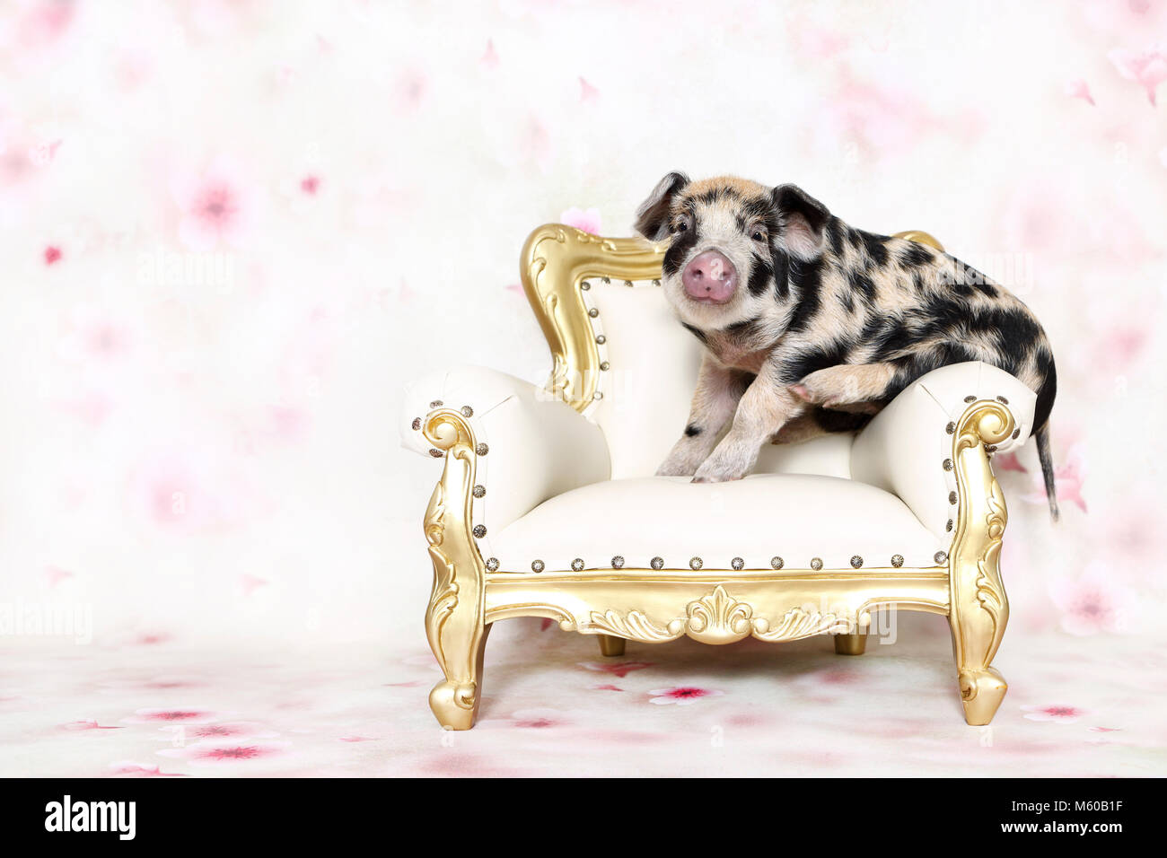 Domestic Pig, Turopolje x ?. Piglet (4 weeks old) on an antique armchair. Studio picture seen against a white background with flower print. Germany Stock Photo