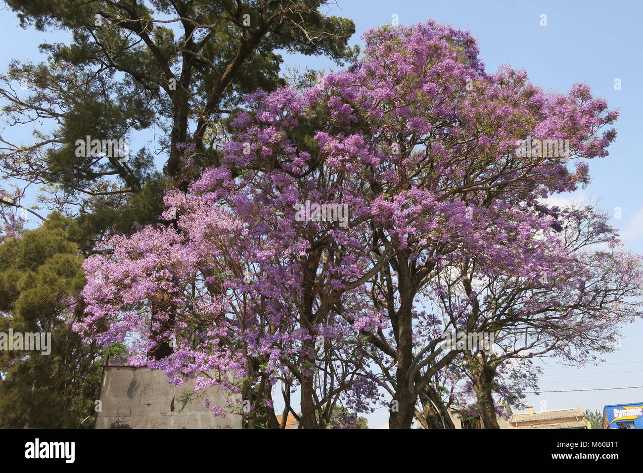 Jacaranda tree in full blossom, Antananarivo, island Madagascar. Stock Photo