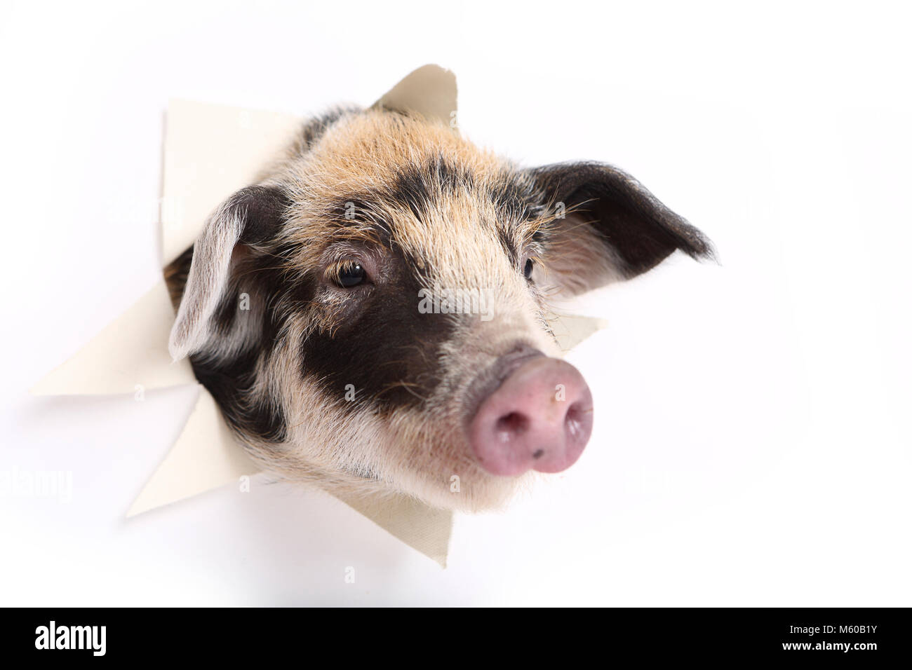 Download Paper Cut Pig High Resolution Stock Photography And Images Alamy