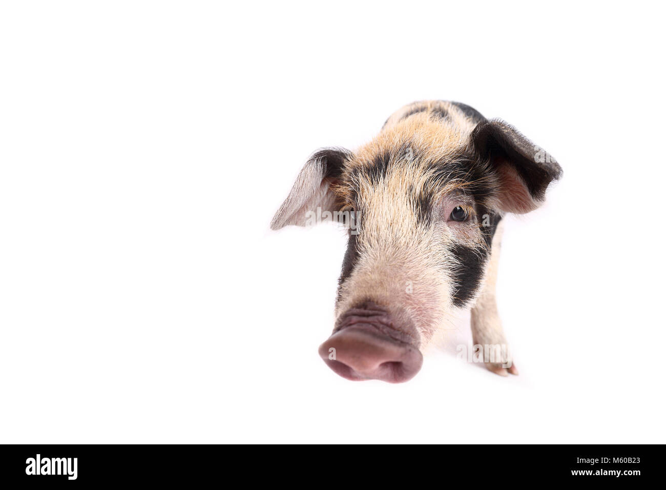 Domestic Pig, Turopolje x ?. Piglet (4 weeks old) standing. Studio picture seen against a white background. Germany Stock Photo