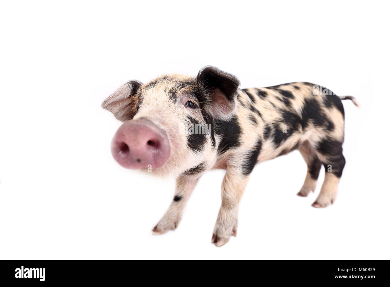 Domestic Pig, Turopolje x ?. Piglet (4 weeks old) standing. Studio picture seen against a white background. Germany Stock Photo