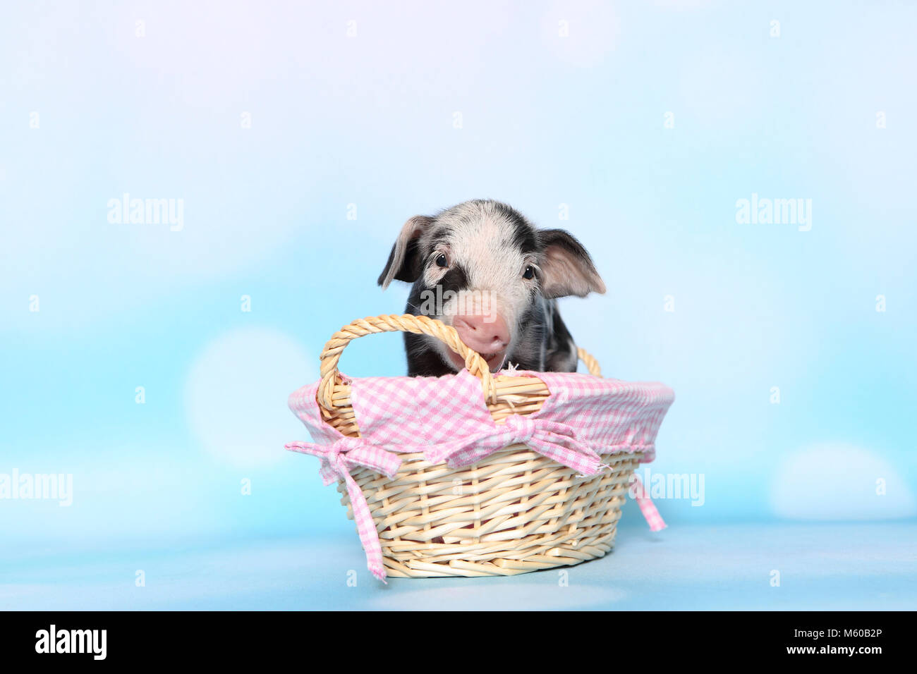 Domestic Pig, Turopolje x ?. Piglet (1 week old) standing in a basket, chewing on a handle. Studio picture seen against a light blue background. Germany Stock Photo