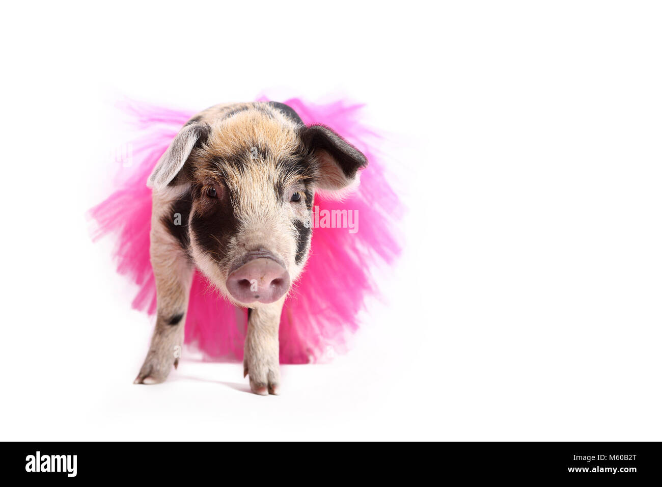 Domestic Pig, Turopolje x ?. Piglet (4 weeks old) wearing a pink tutu, standing. Studio picture seen against a white background. Germany Stock Photo