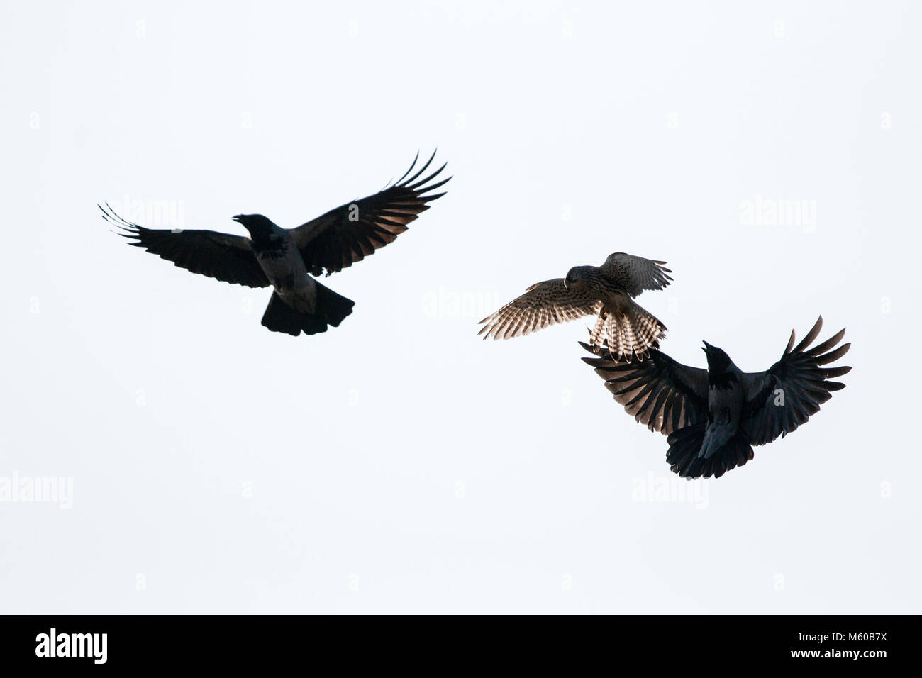 Carrion Crow (Corvus corone corone). Pair mobbing a (Falco tinnunculus). Germany Stock Photo