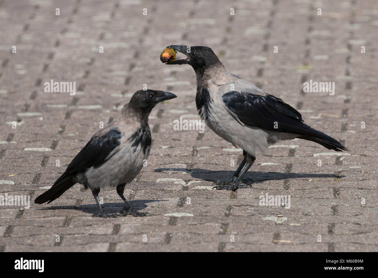 Crow Withcorn One of them with a walnut in its bill germany hi-res stock photography ...