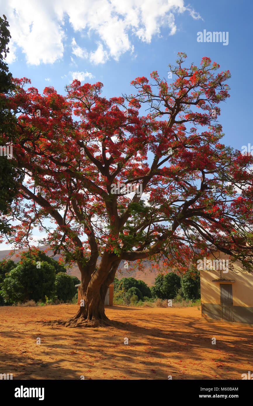 Flamboyant flame trees are very colourful, originating in Madagascar Stock  Photo - Alamy