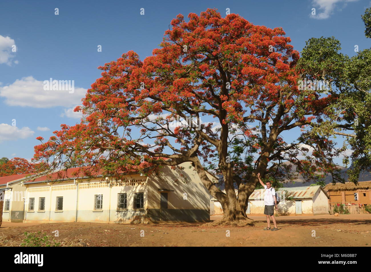Flamboyant flame trees are very colourful, originating in Madagascar Stock  Photo - Alamy