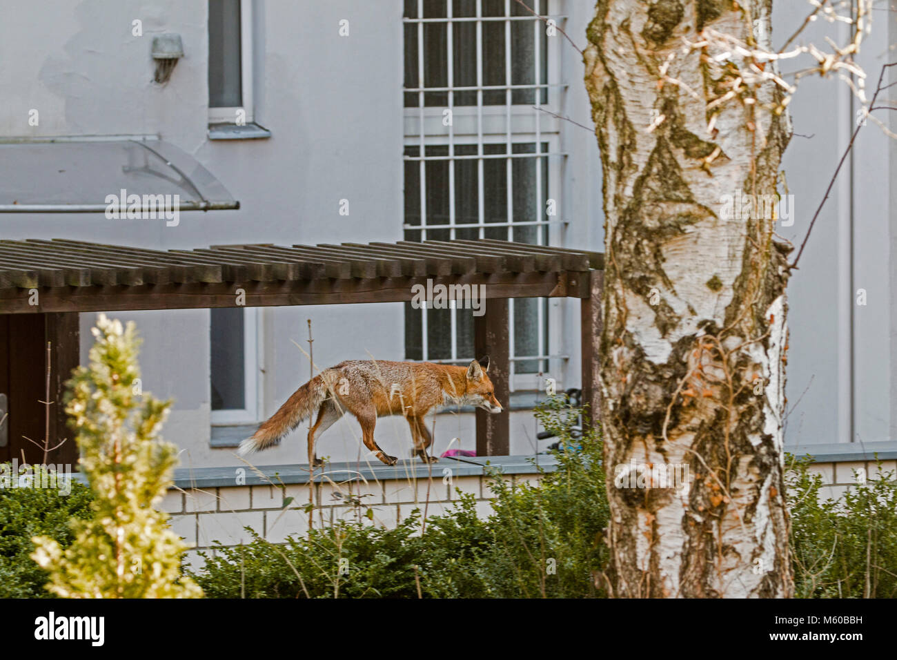 Red Fox (Vulpes vulpes). Pregnant vixen in a backyard in Berlin, Germany Stock Photo
