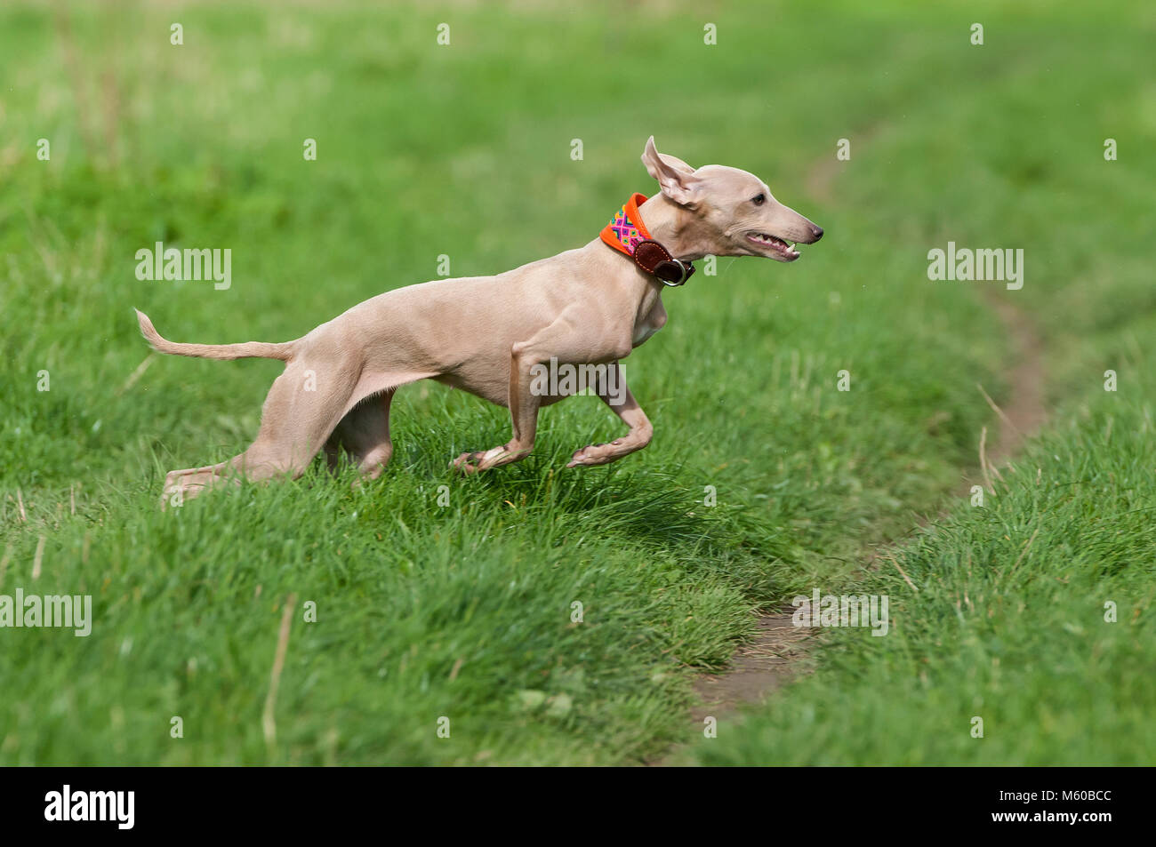 Italian Greyhound High Resolution Stock Photography and Images Alamy