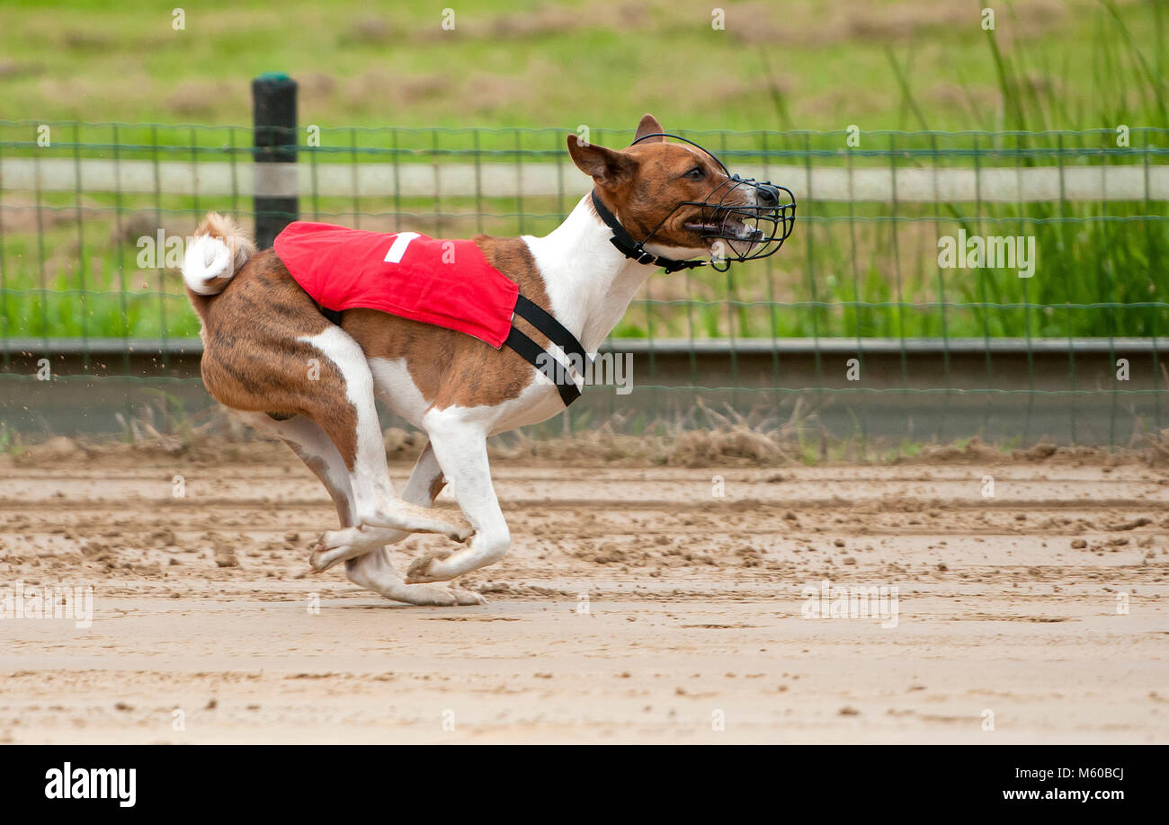 race basenji
