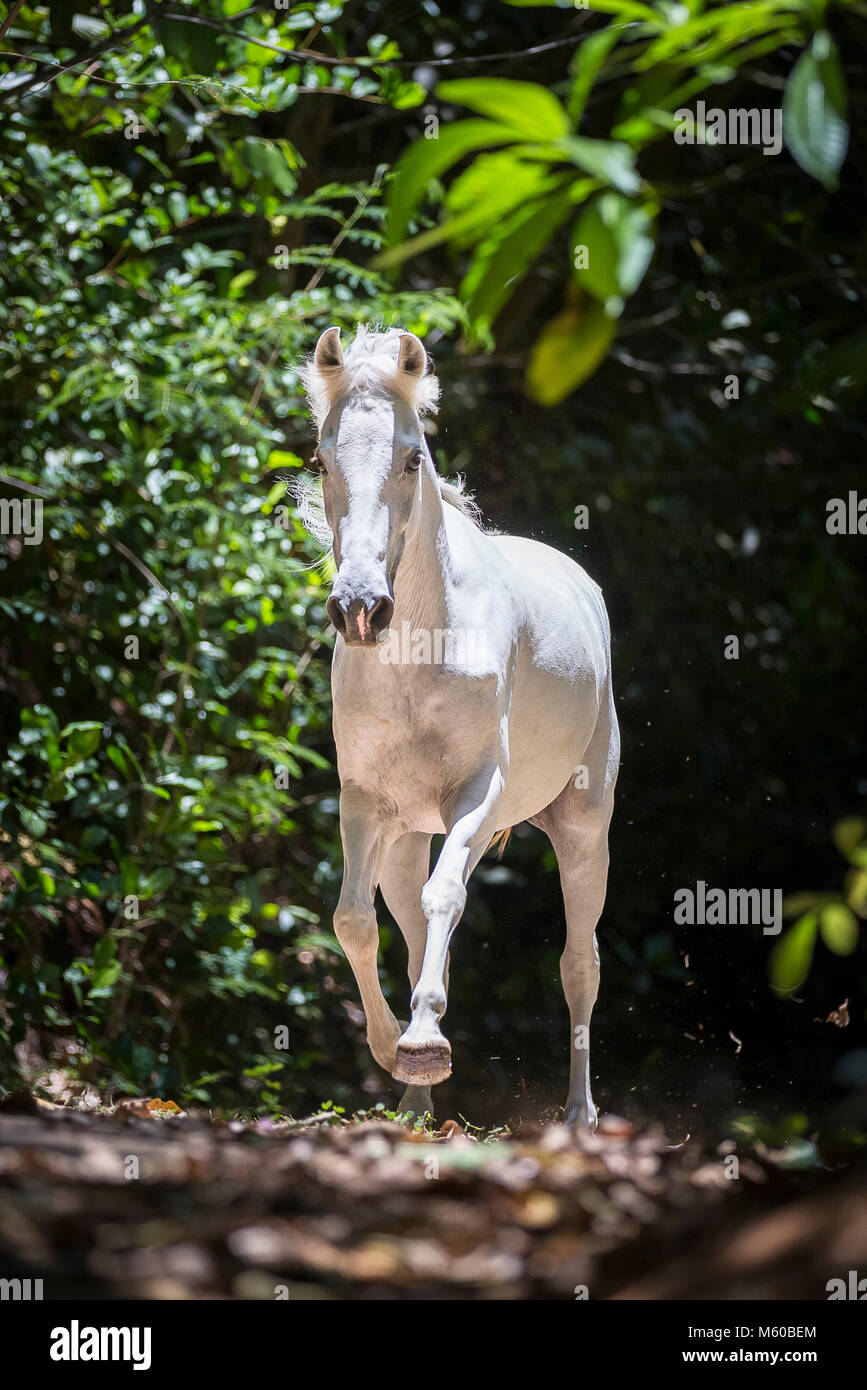 Seychelles Pony. Gray adult galloping in tropical vegetation. Seychelles Stock Photo