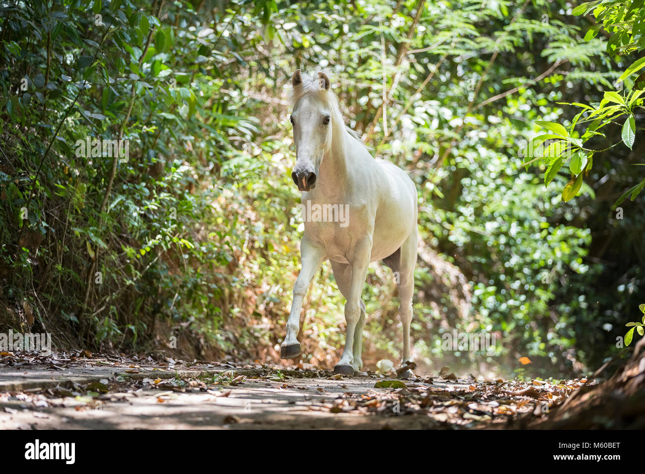 Seychelles Pony. Gray adult galloping in tropical vegetation. Seychelles Stock Photo