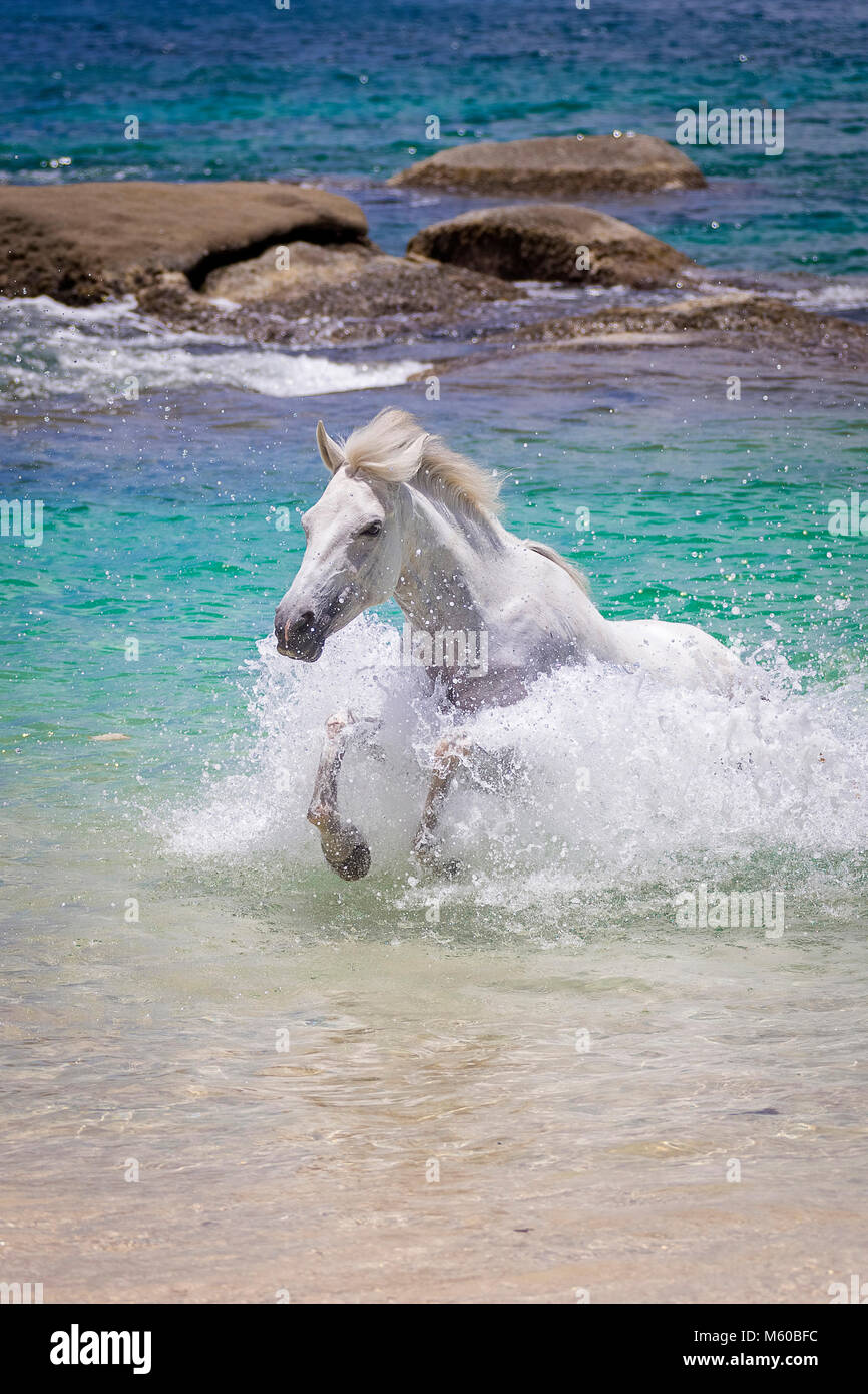 Seychelles Pony. Gray adult galloping in the sea. Seychelles Stock Photo