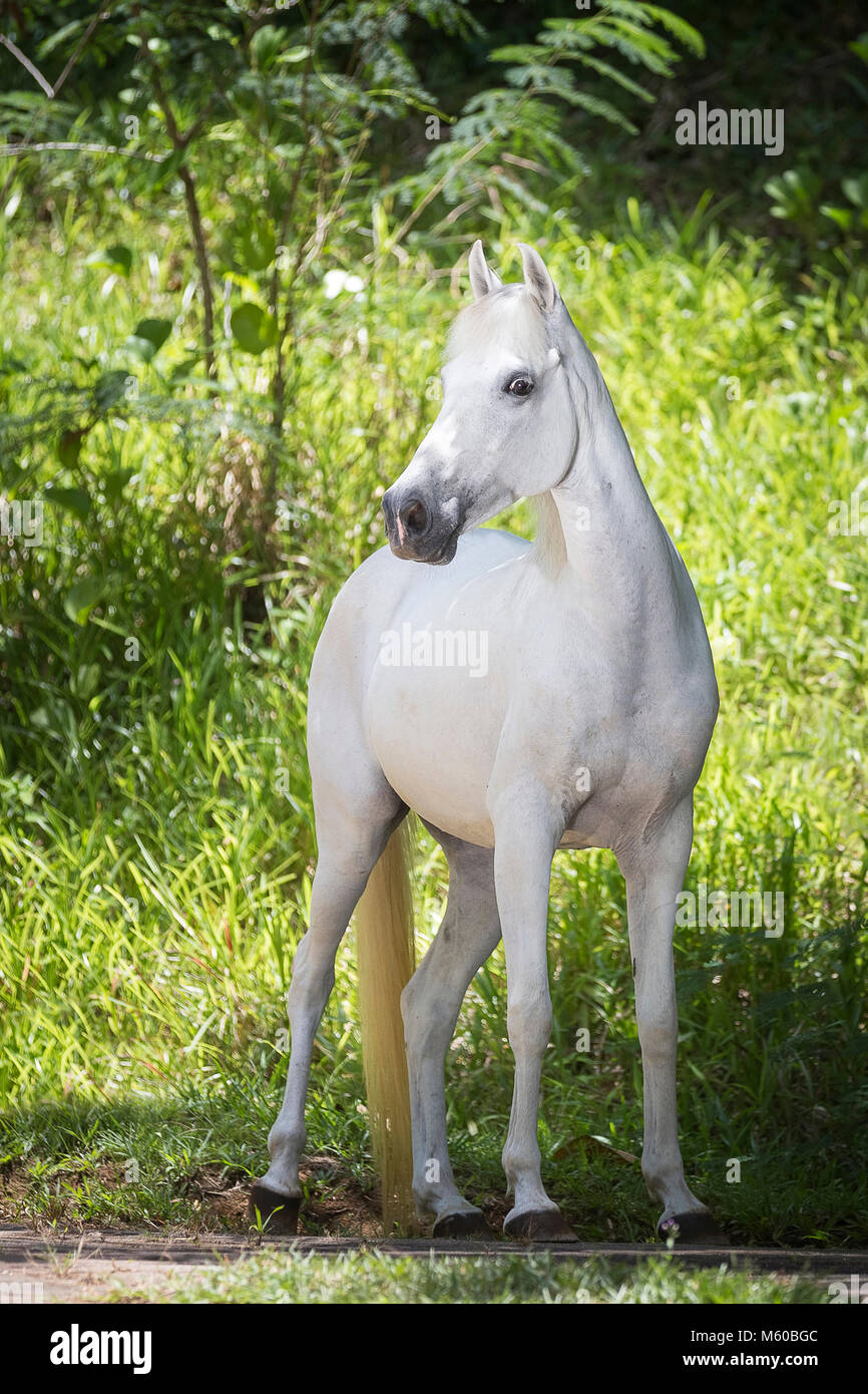 Seychelles Pony. Gray adult standing in tropical vegetation. Seychelles Stock Photo