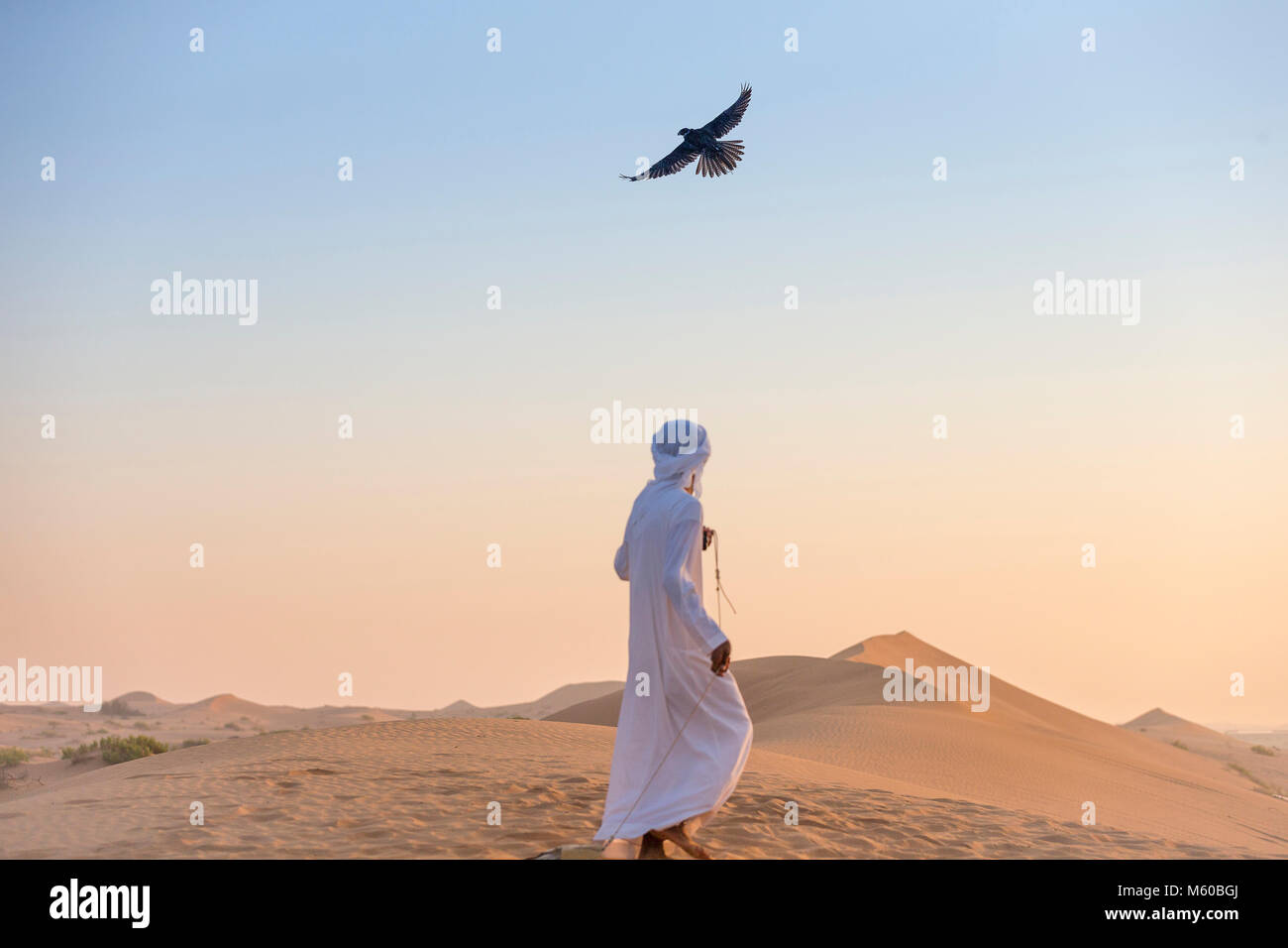 Saker Falcon (Falco cherrug). Falconer flying a falcon in the desert. Abu Dhabi Stock Photo