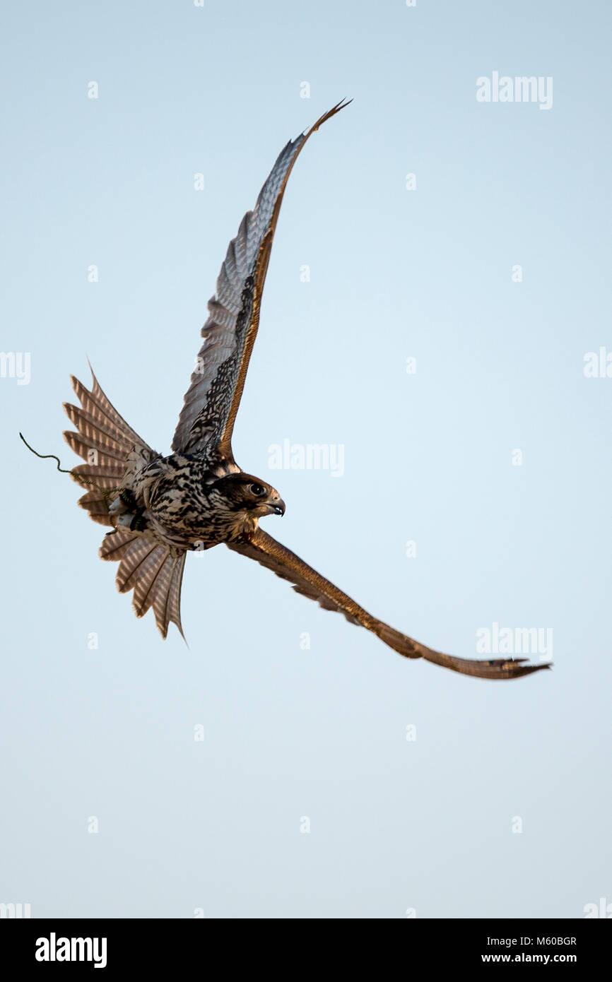 Saker Falcon (Falco cherrug). Trained falcon in flight. Abu Dhabi Stock Photo