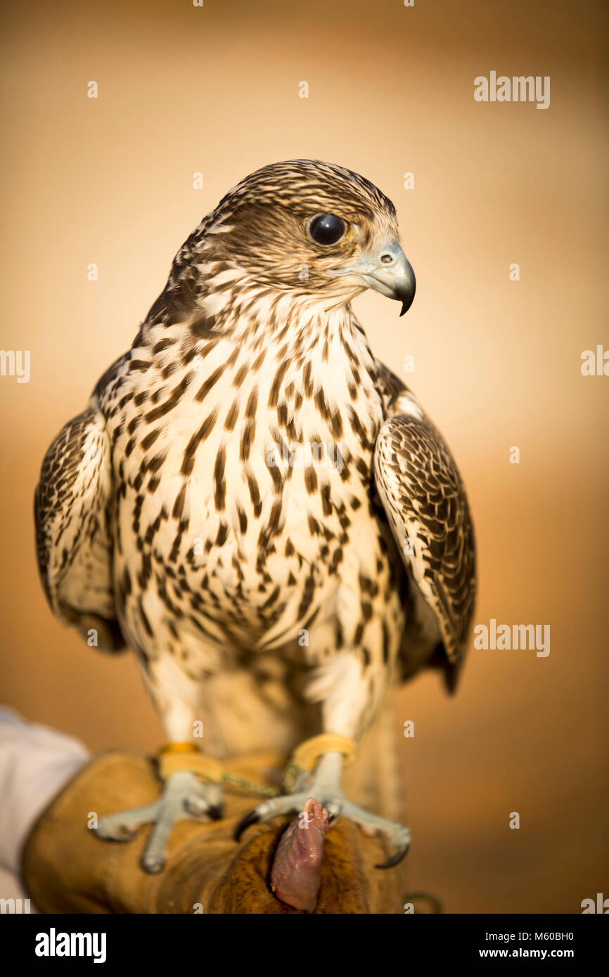 Trained Saker Falcon Falco Cherrug On Glove Of Falconer