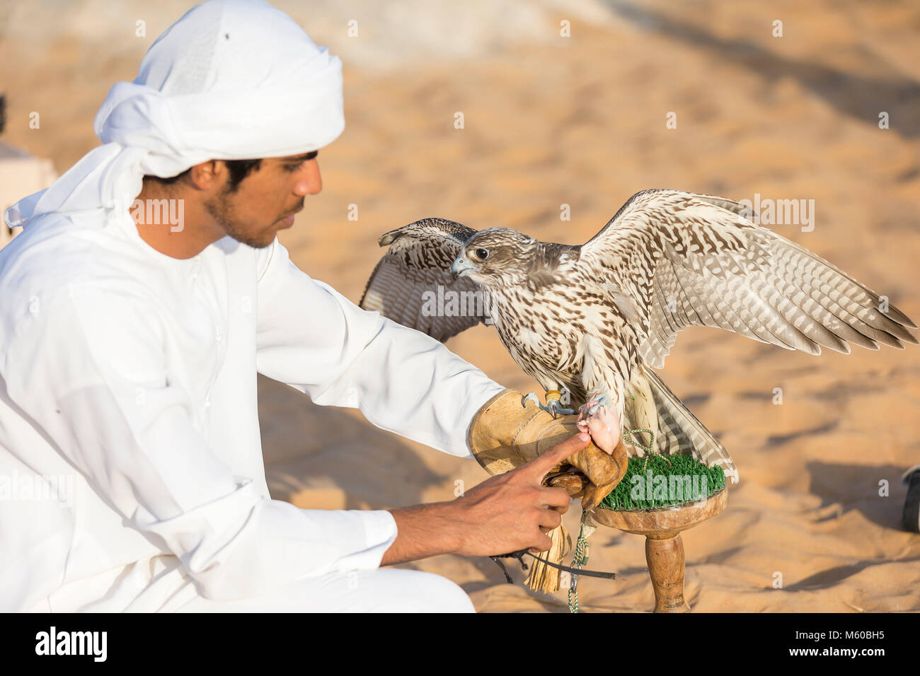 Trained Saker Falcon (Falco cherrug) on glove of falconer. Abu Dhabi Stock Photo