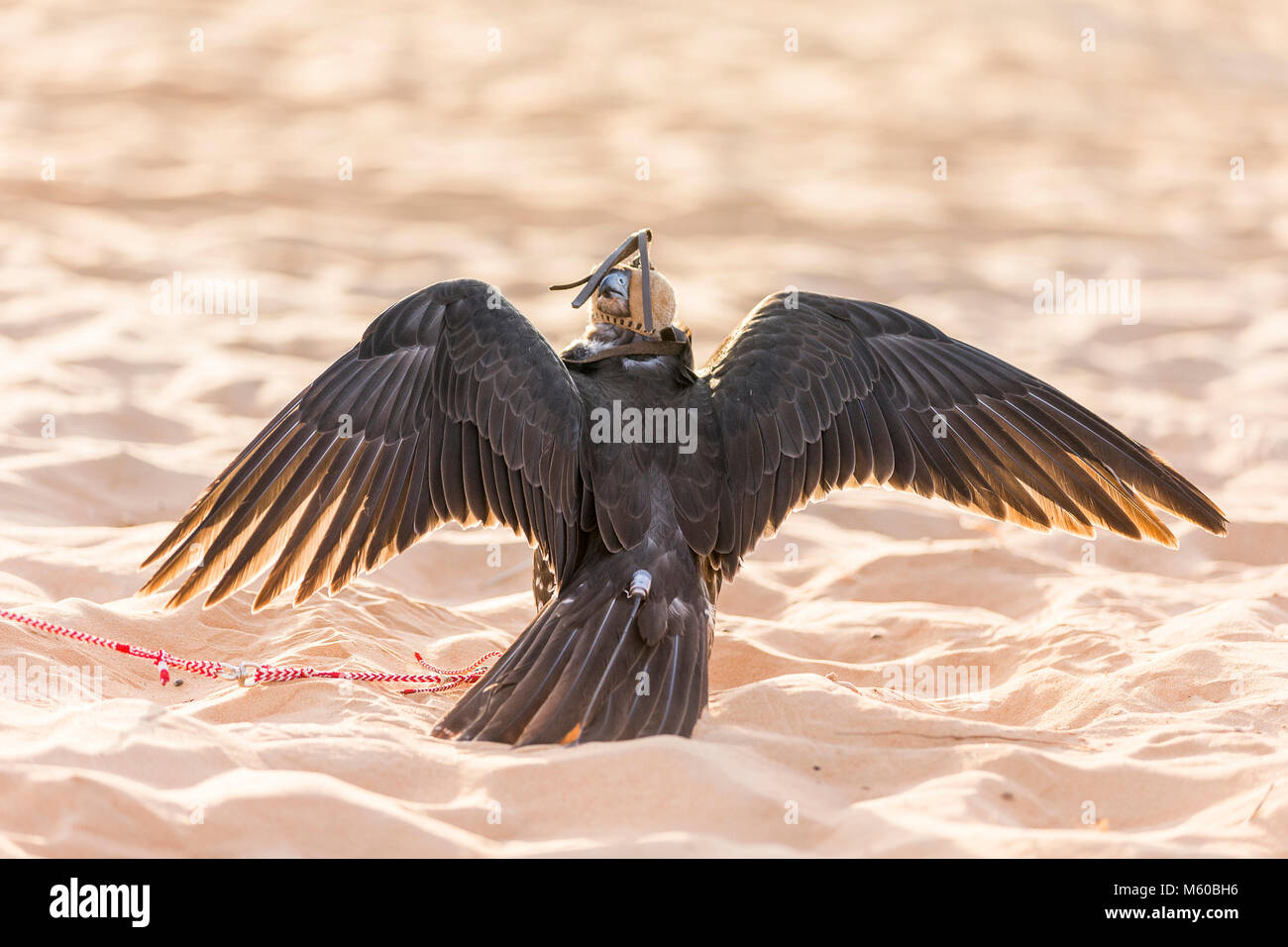 Saker Falcon (Falco cherrug). Trained bird with hood standing on sand. Abu Dhabi Stock Photo