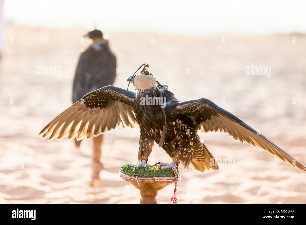 Saker Falcon (Falco cherrug). Trained bird with hood on block. Abu Dhabi Stock Photo