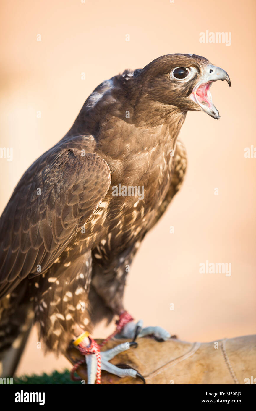 Trained Saker Falcon (Falco cherrug) on glove of falconer, calling. Abu Dhabi Stock Photo