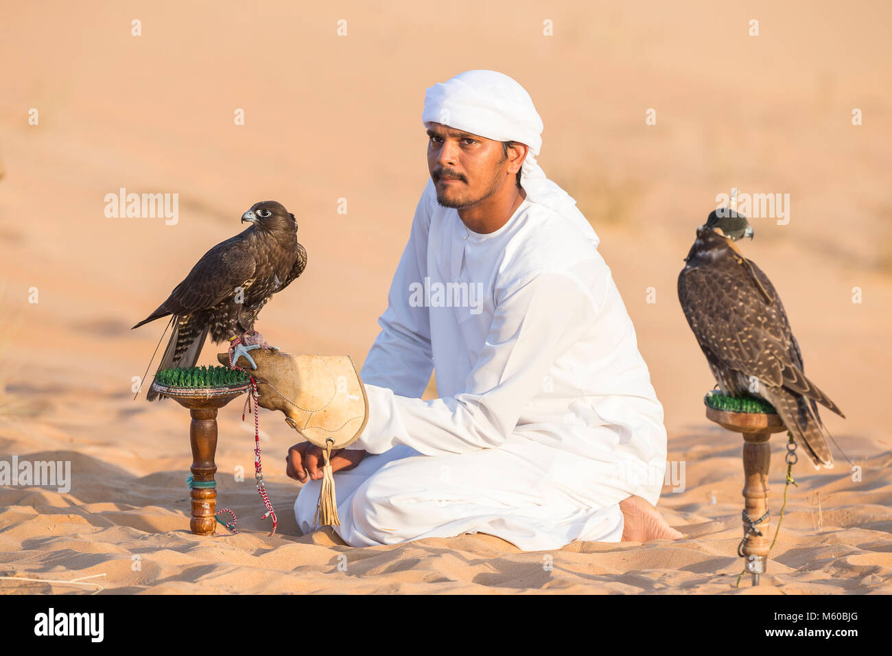 Saker Falcon (Falco cherrug). Falconer caring for trained birds on their blocks in the desert. Abu Dhabi Stock Photo